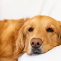 犬が『たそがれてい…