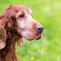 犬の長寿と人間の老…