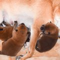 犬のつわりの症状と…