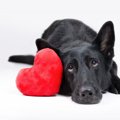 犬が不幸になる『間…