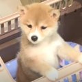 豆柴子犬が『噛まれ…