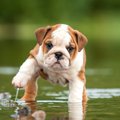犬の水嫌いを克服す…