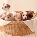 人気の『犬の名前』…