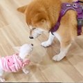 極小チワワが『自分…