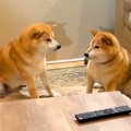 さっきまでケンカし…