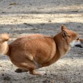 犬が興奮しすぎてし…