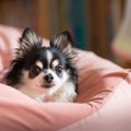 犬に『大きな音』がN…