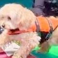 犬がボードを乗り継…
