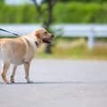 犬が怖がる「散歩中…