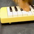 子犬の前で『鍵盤ハ…