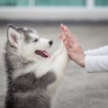 犬が『仲間』と感じ…