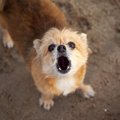 犬が『混乱』してい…