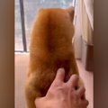 お父さんにマッサー…