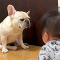 犬が『人間の赤ちゃ…