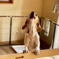 飼い主が出かける時…