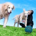 やってみよう！犬の…