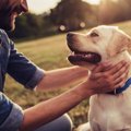 犬に『大好き』を伝…