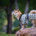 徳川綱吉はなぜ犬を…