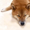 犬の『下痢・嘔吐』…