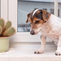 犬に絶対NGな『観葉…