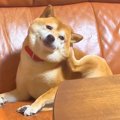 犬が『後ろ足で耳を…