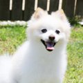 犬がしっぽを振りな…