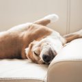 犬が寝ているときに…