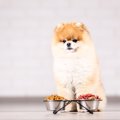 なぜ犬はご飯を好き…