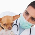 小型犬によく見られ…