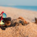 犬の夏のお留守番に…