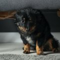 犬が飼い主を警戒し…