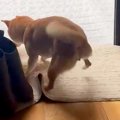 犬がお庭に飛び出そ…