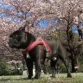 桜暴吹雪…？桜吹雪の…
