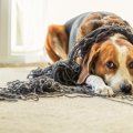 犬の『寿命が短くな…