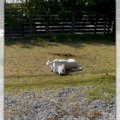 わんこさんご満悦の…