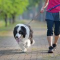 犬の散歩で行っては…
