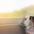 犬の陥る分離不安と…