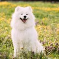サモエドの性格や特…