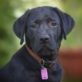 犬に和風な名前をつ…