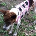 糖尿病の犬を引き取…