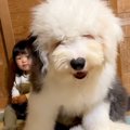 大型犬の子犬が『初…