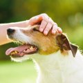 『甘えんぼうな犬』…