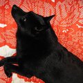 飼い主と愛犬が仲良…