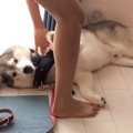 大型犬が『兄との散…