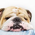 犬の『皮膚が伸びる…