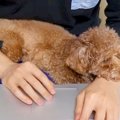 犬は『大好きなママ…