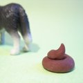 愛犬のうんちチェッ…