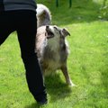 犬が人の周りをぐる…