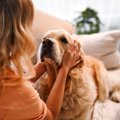 犬と両思いになるた…