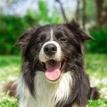 犬にとっての「良い…